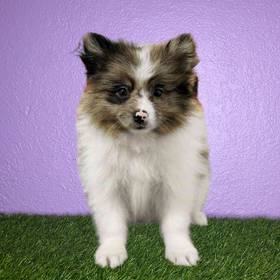 Pomeranian