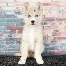 Pomsky