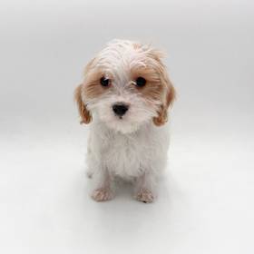 Cavapoo