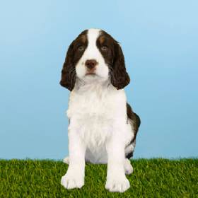 English Springer Spaniel