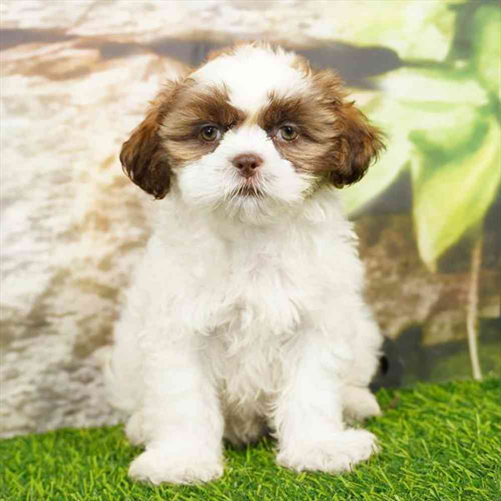 Image of a pet breed in the gallery