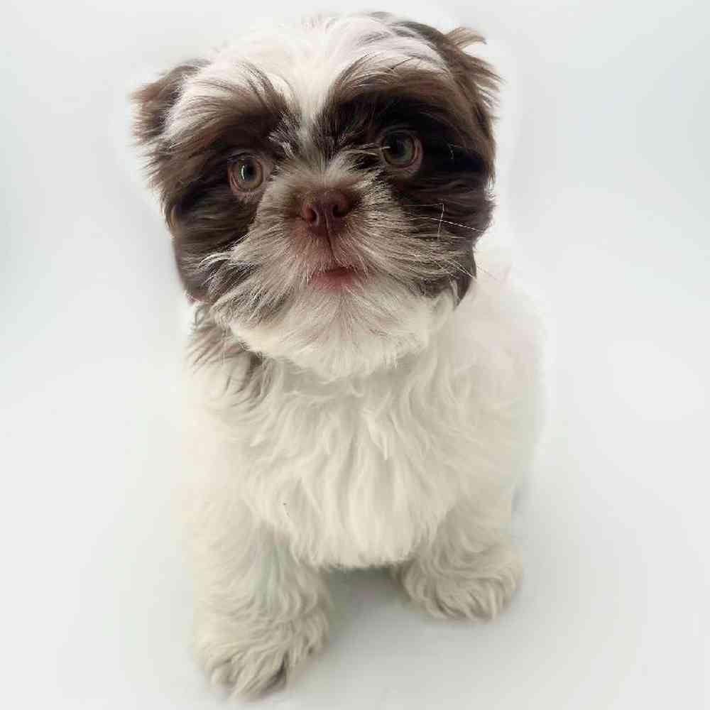 pet breed image