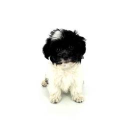 Havanese