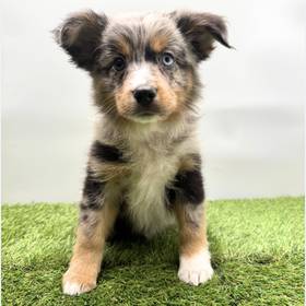Mini Australian Shepherd