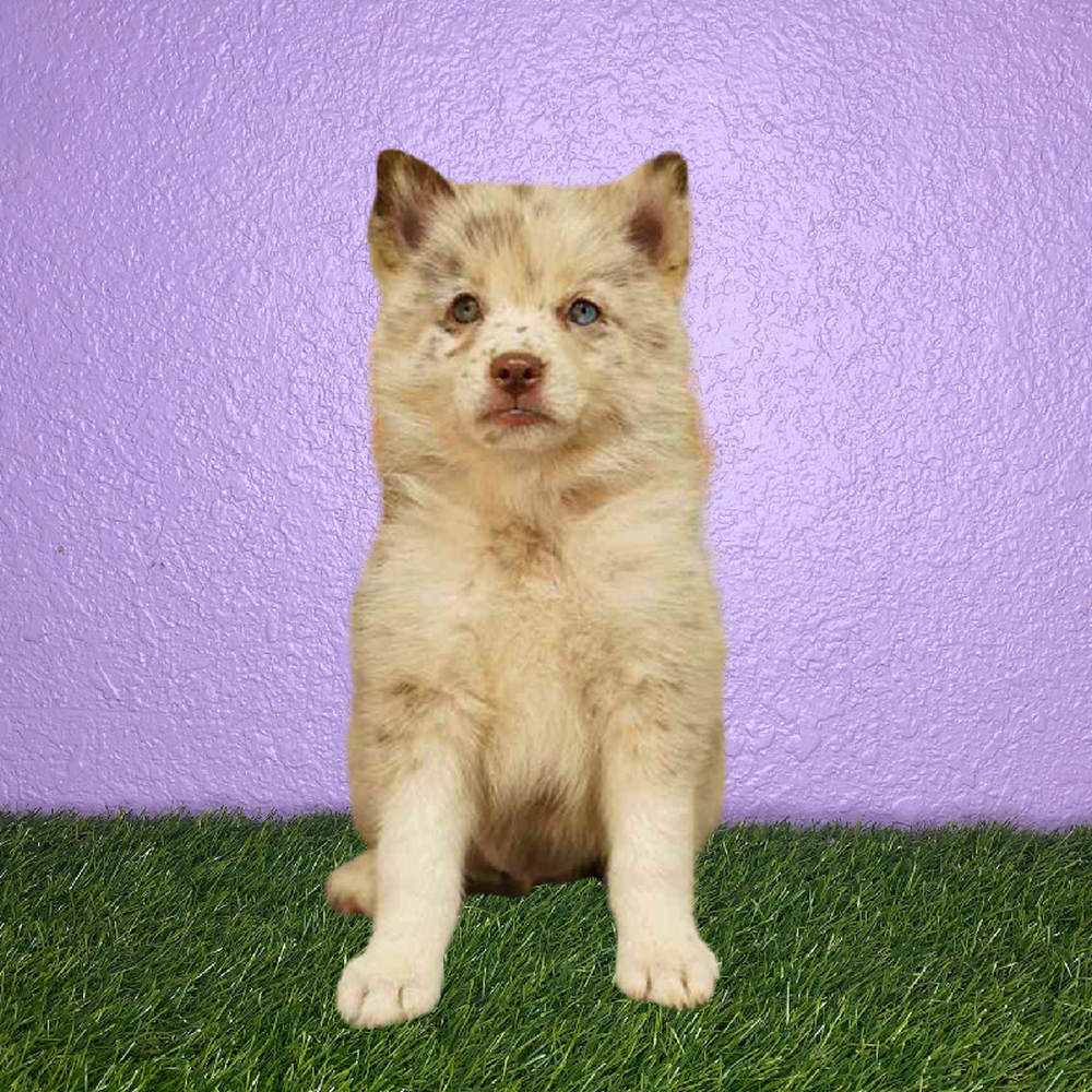 Female Pomsky Puppy for Sale in New Braunfels, TX