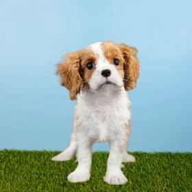 Cavalier King Charles Spaniel
