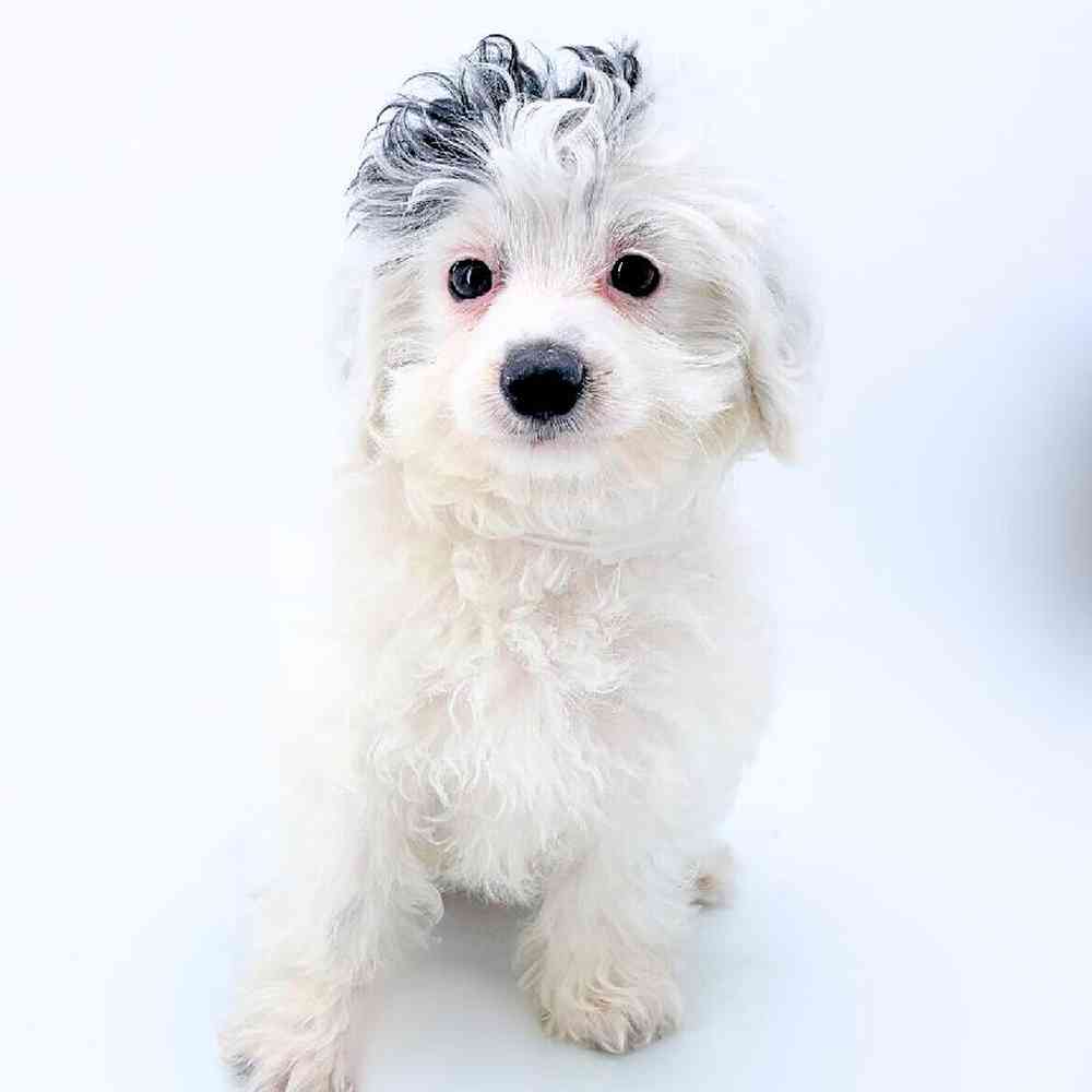 Image of a pet breed in the gallery