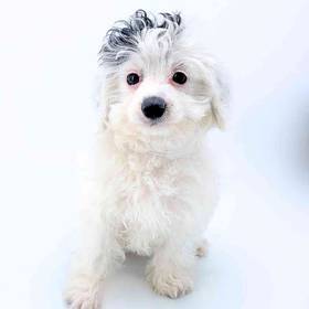 2nd Gen Mini Bernedoodle