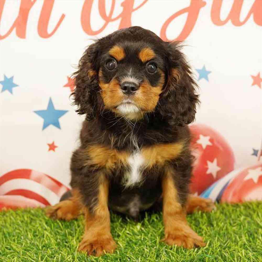 pet breed image