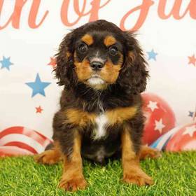 Cavalier King Charles Spaniel