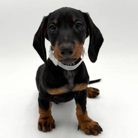 Dachshund