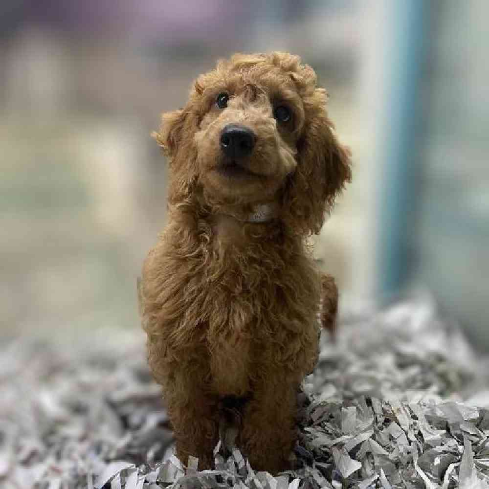 carousel pet images
