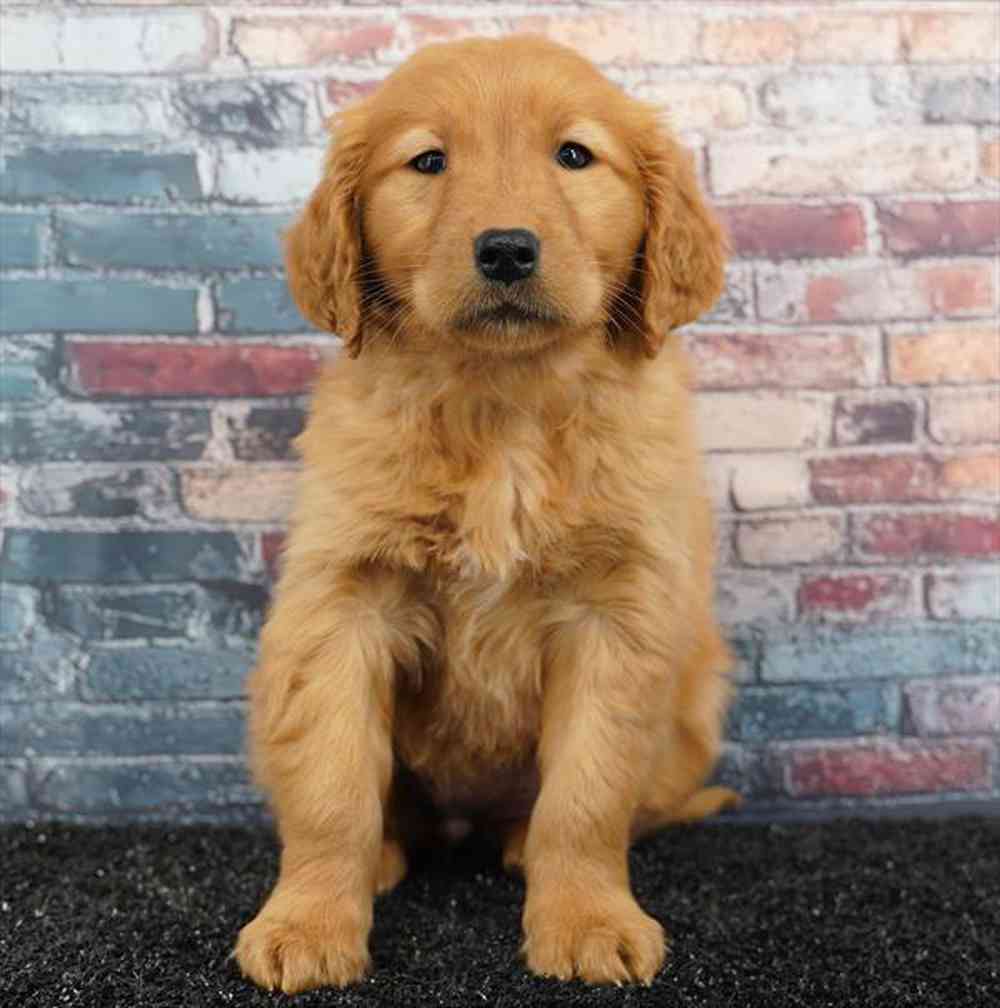 Image of a pet breed in the gallery