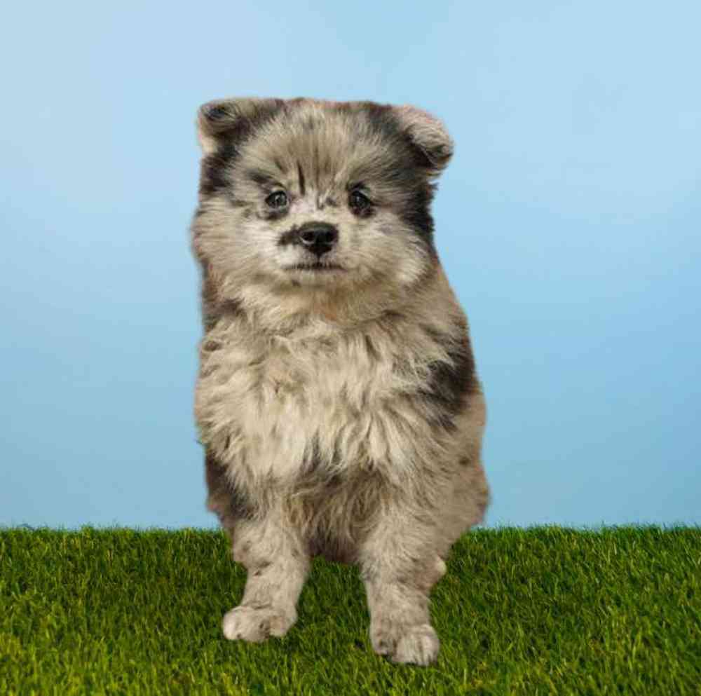 Male Pomeranian Puppy for Sale in Meridian, ID