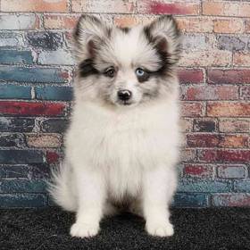 Pomeranian