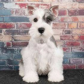 Mini Schnauzer
