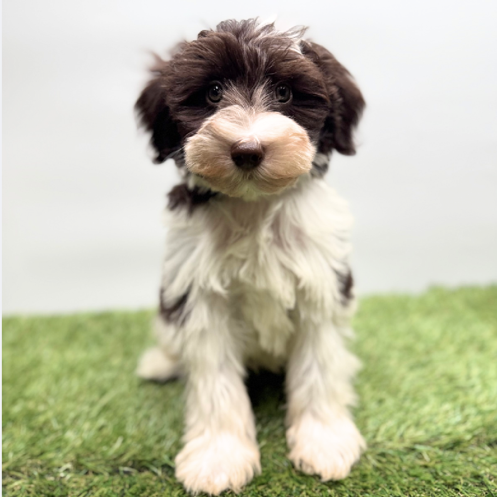 pet breed image