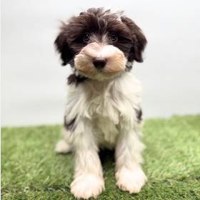 Schnoodle