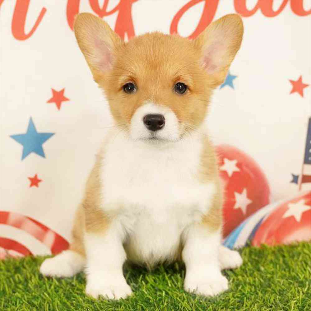 pet breed image