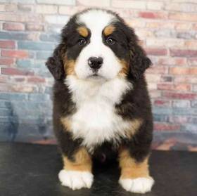 Bernese Mountain Dog