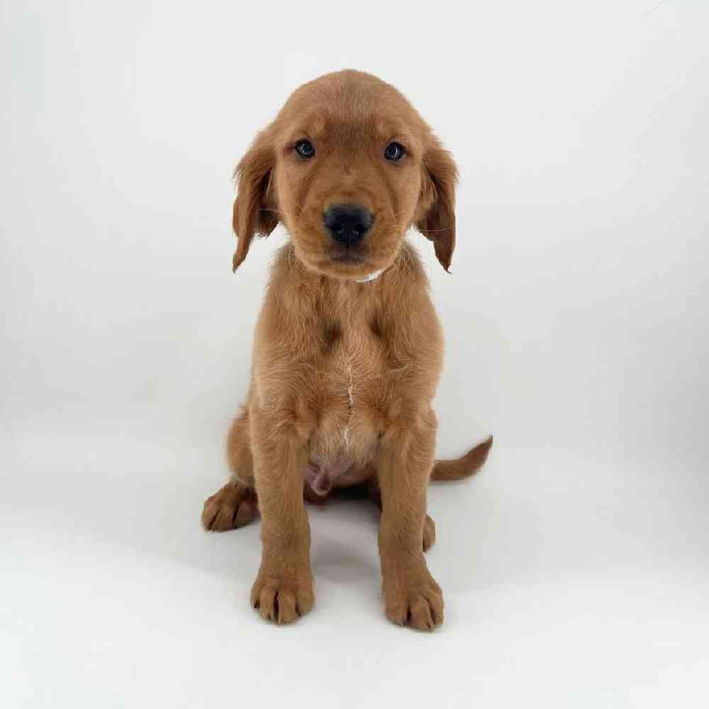 pet breed image