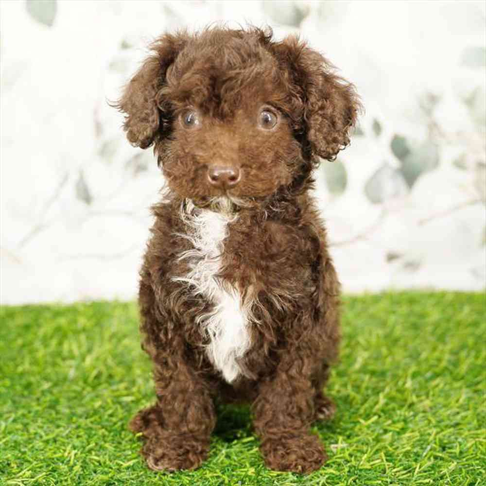 pet breed image