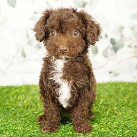 Poodle