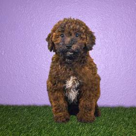Coton Poodle