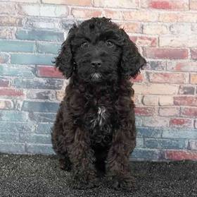 Cavapoo