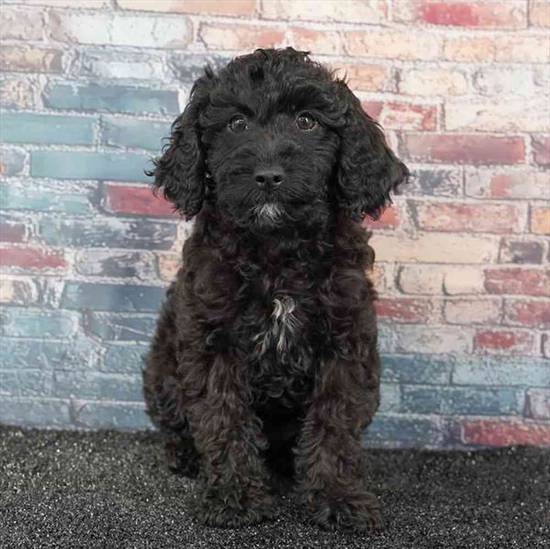 Cavapoo