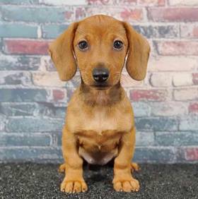 Dachshund