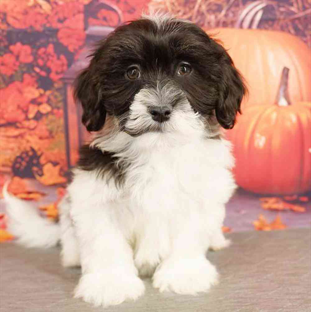 pet breed image