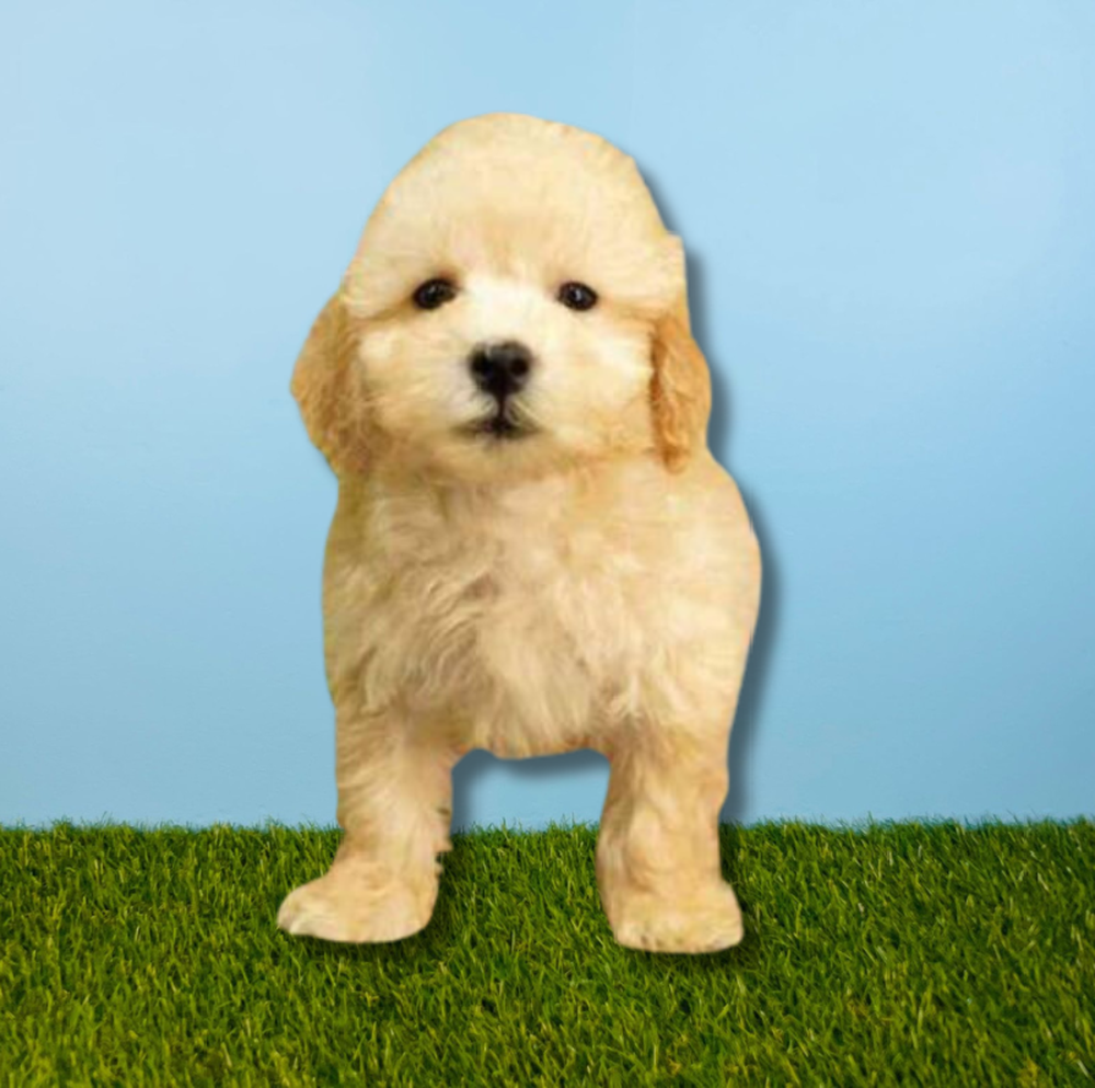 Male Bichapoo Puppy for Sale in Tolleson, AZ