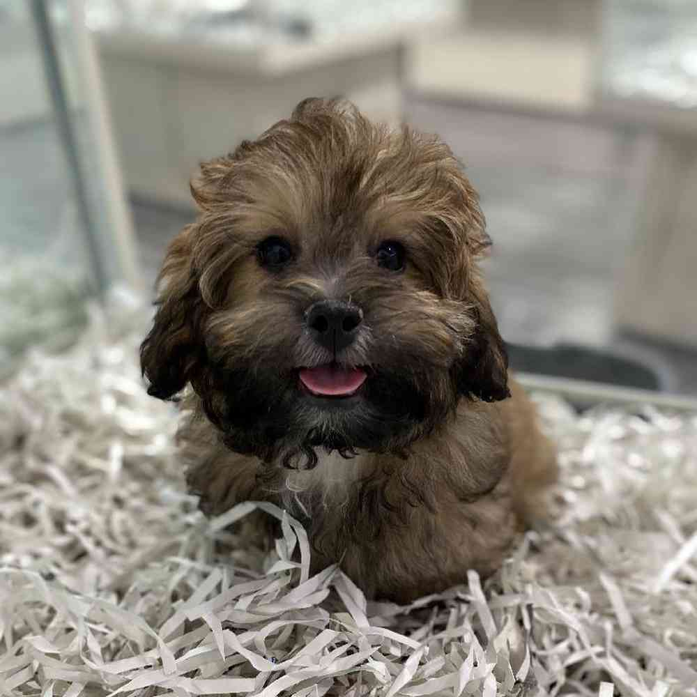 Male Shizapoo Puppy for Sale in Meridian, ID
