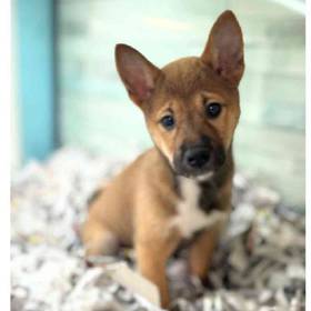 Shiba Inu