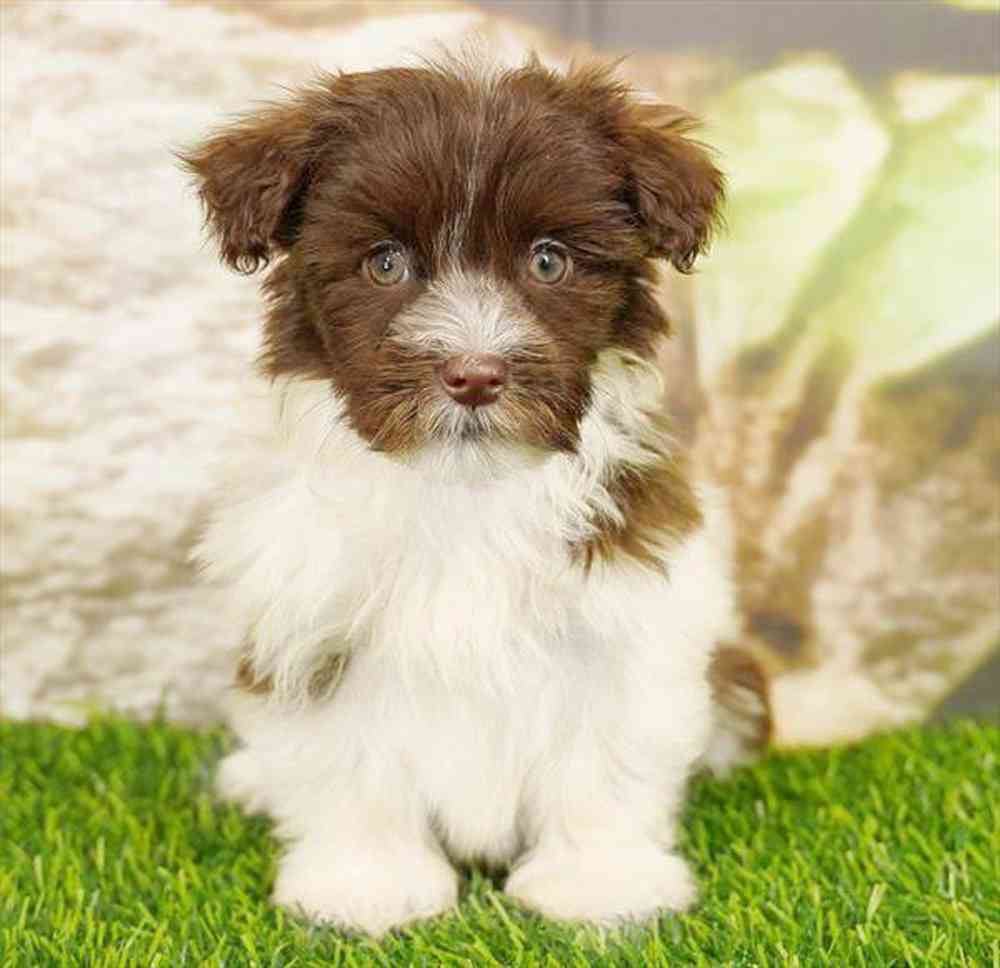 Image of a pet breed in the gallery
