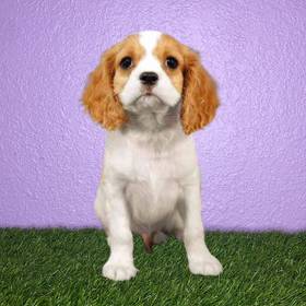 Cavalier King Charles Spaniel