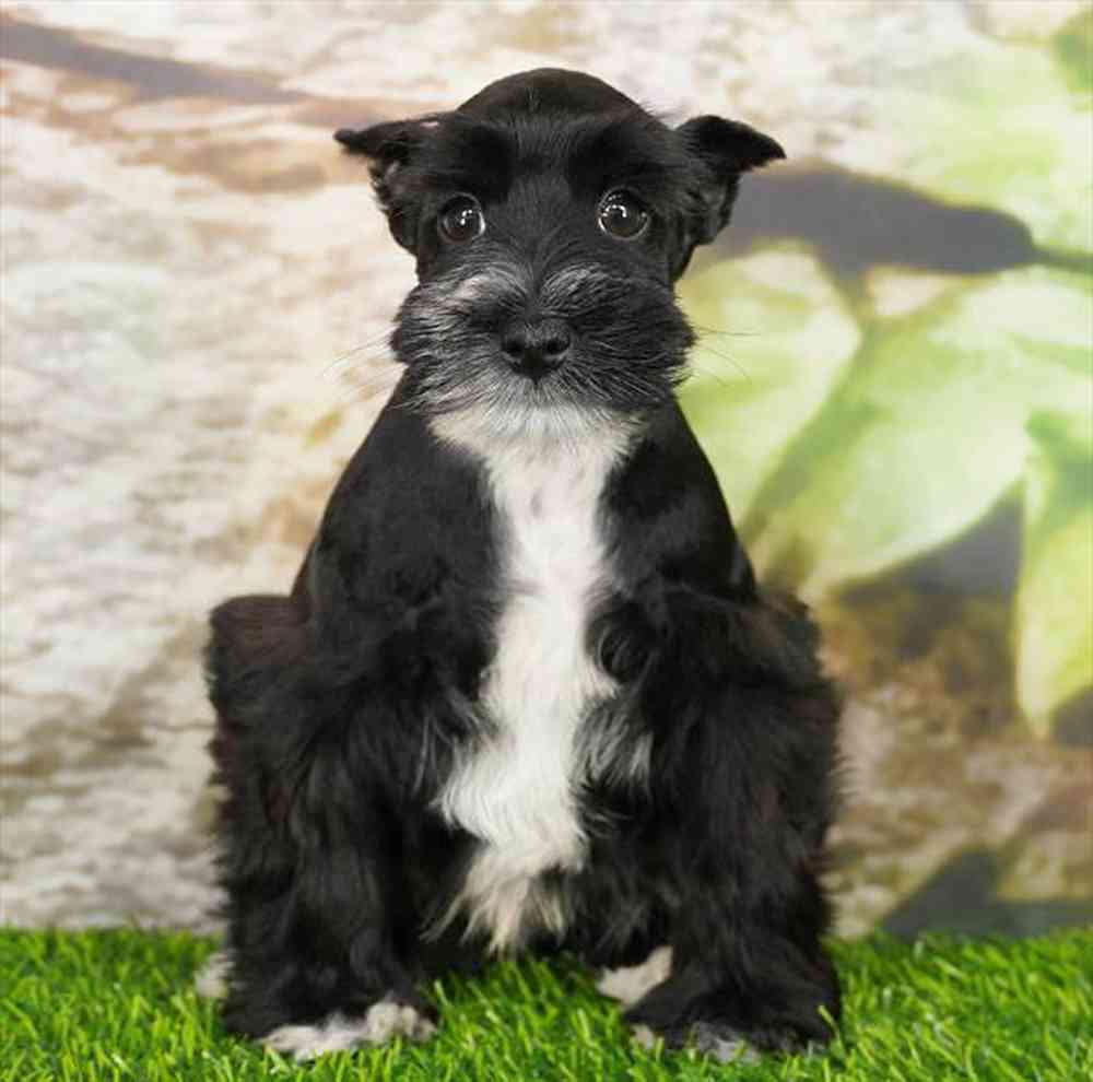 Image of a pet breed in the gallery