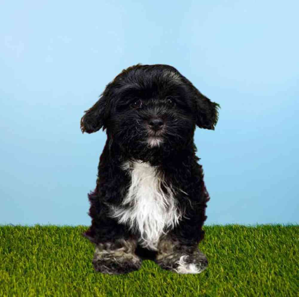 Male Havanese Puppy for Sale in Meridian, ID