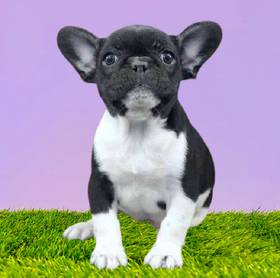 French Bulldog