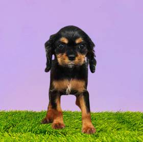 Cavalier King Charles Spaniel