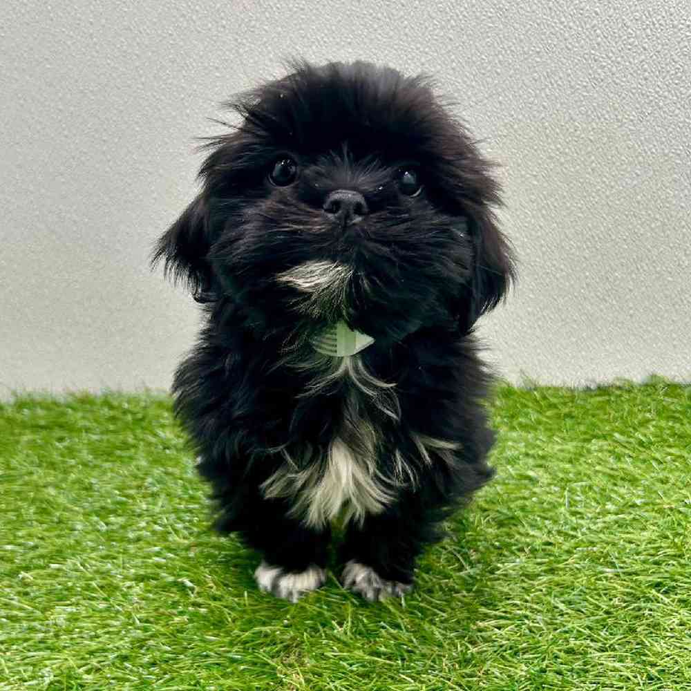 Image of a pet breed in the gallery