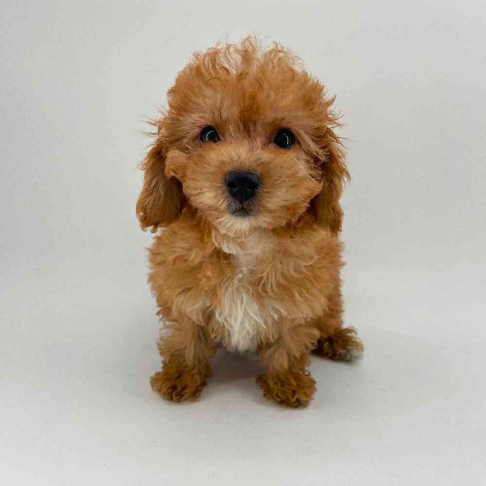 pet breed image