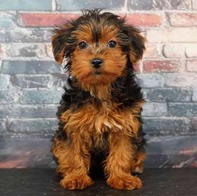 Yorkie