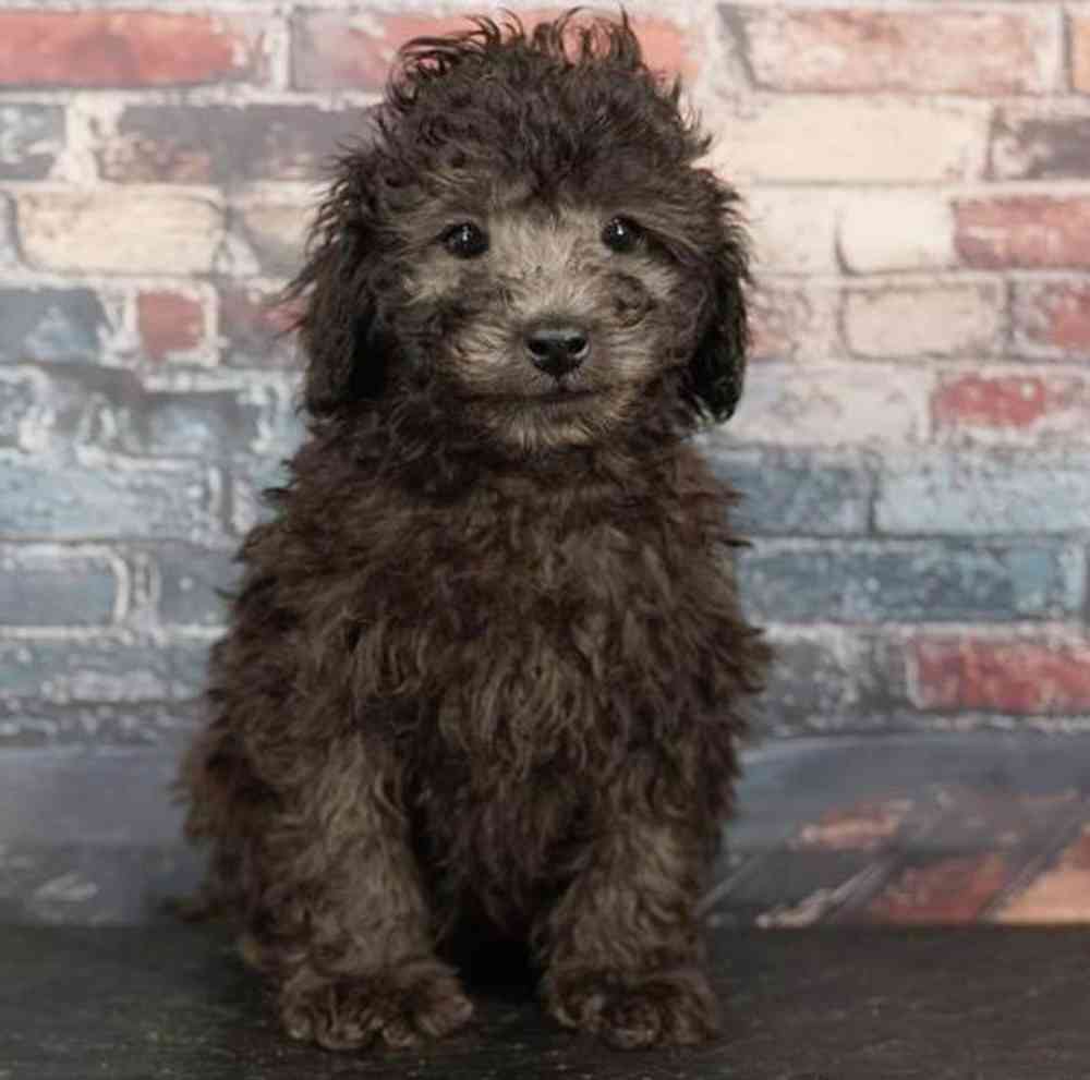 Image of a pet breed in the gallery