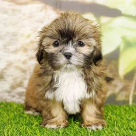 Shih Tzu