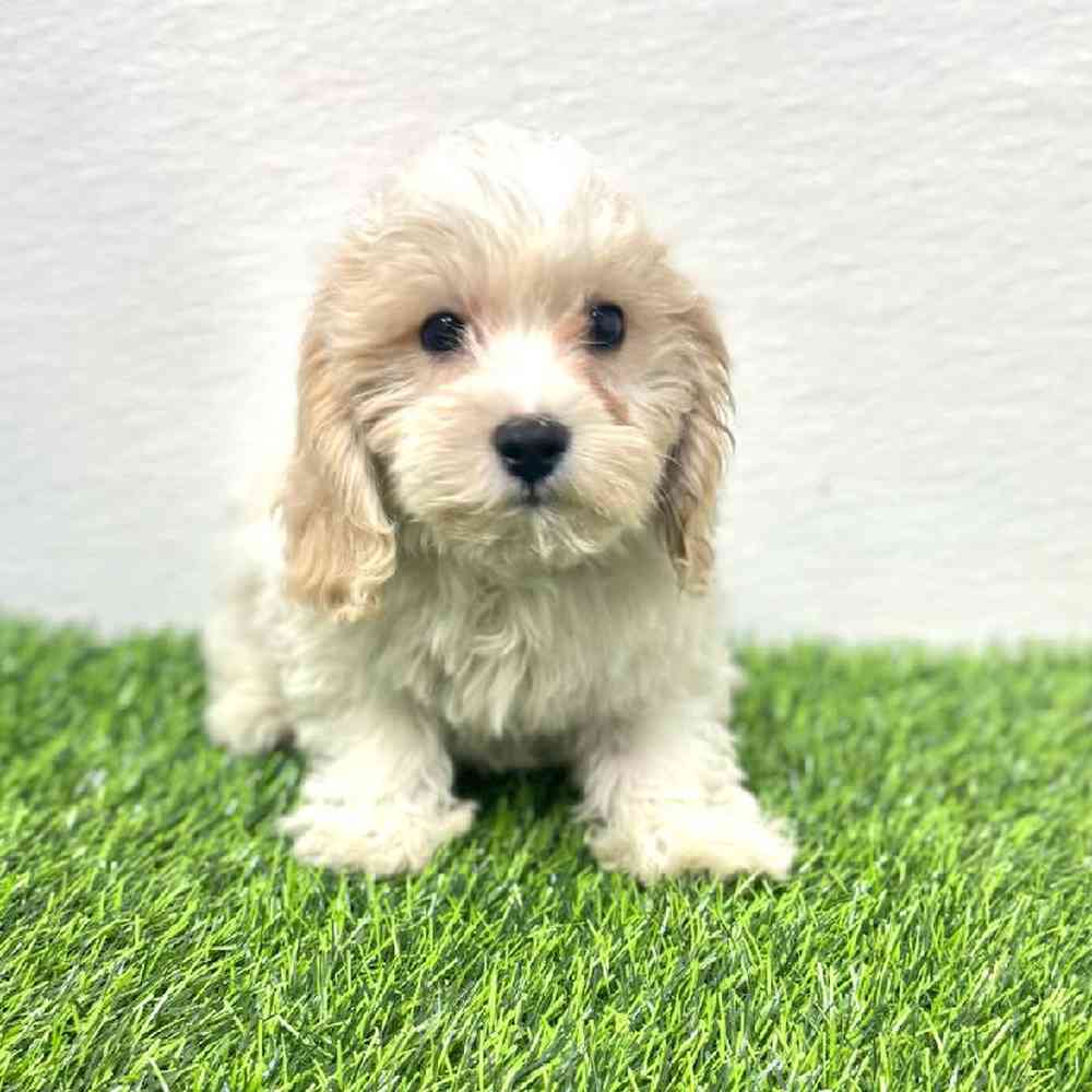 Image of a pet breed in the gallery