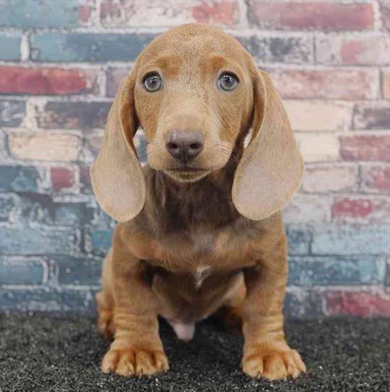Dachshund