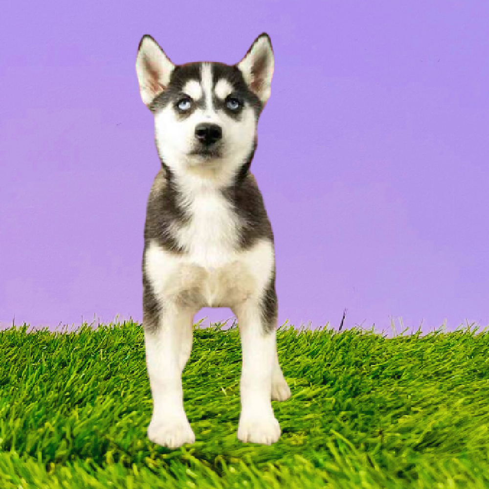 Female Siberian Husky Puppy for Sale in Marietta, GA