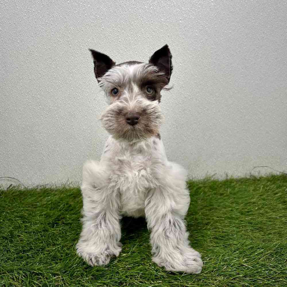 Image of a pet breed in the gallery